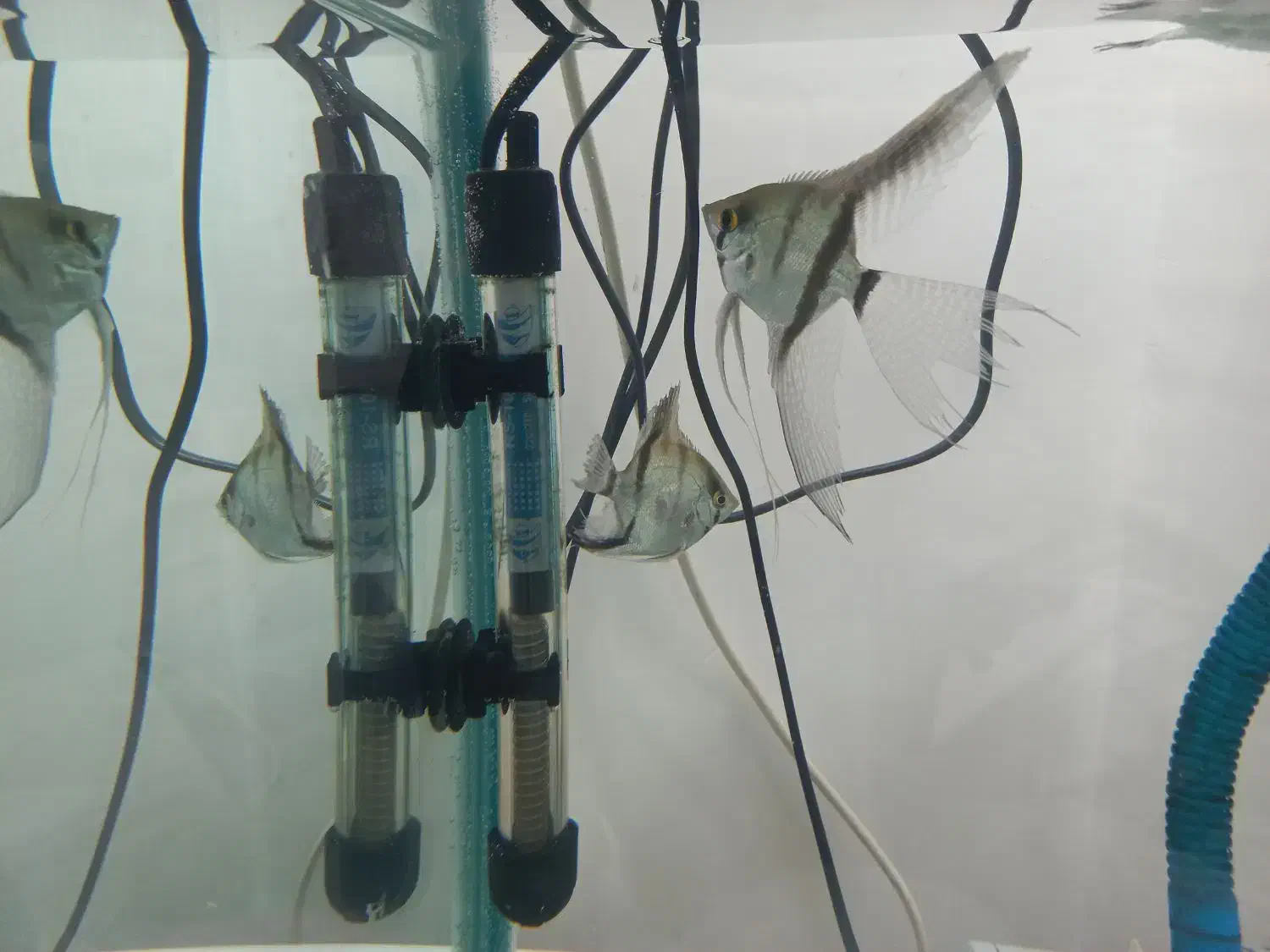 ماهی اکواریوم|ماهی|سقز, |دیوار