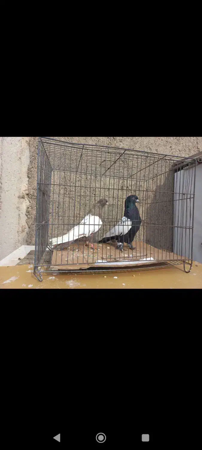 کبوتر قره کوینح|حیوانات|تبریز, |دیوار