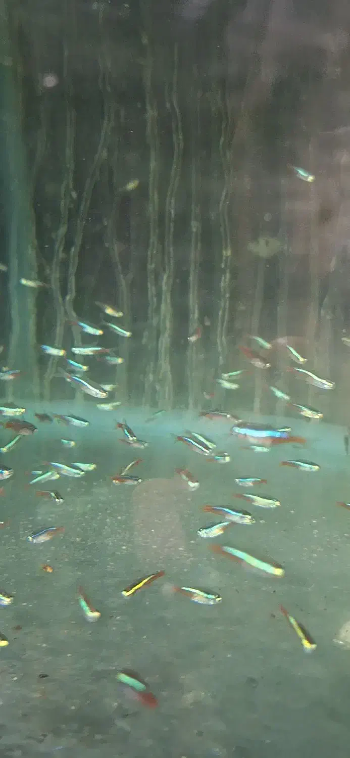 تترا نئون ابی|ماهی|چهارباغ, |دیوار