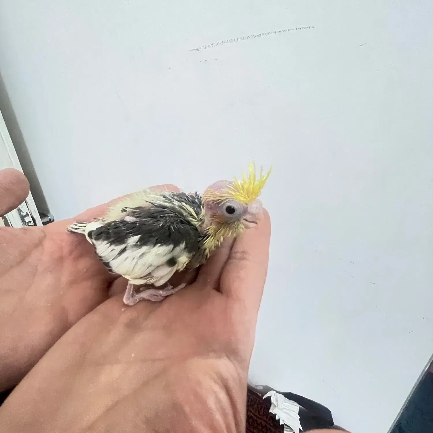 عروس هلندی|پرنده|مشهد, عامل|دیوار