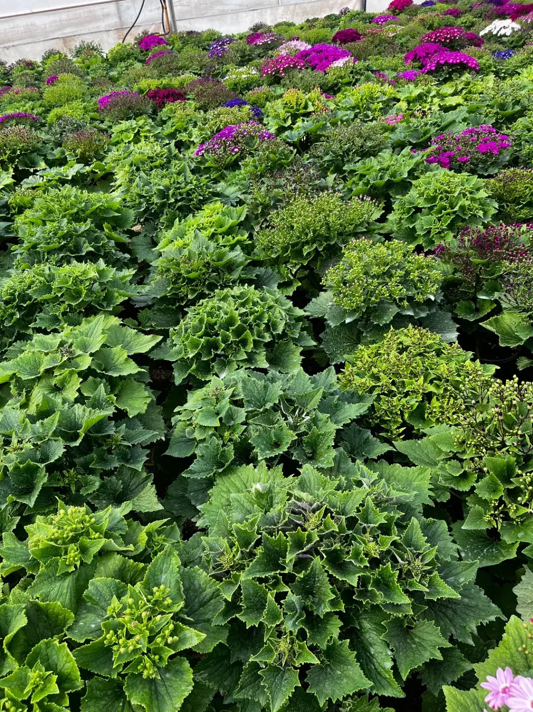 گل سینره|گل و گیاه طبیعی|پاکدشت, پاکدشت (مامازند)|دیوار