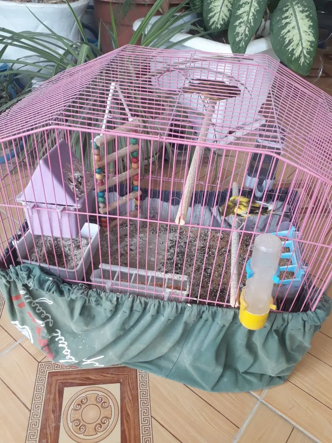 پرنده قناری|پرنده|برازجان, |دیوار