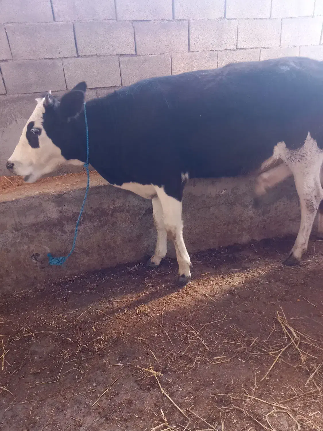 گوساله|حیوانات مزرعه|گرگان, |دیوار