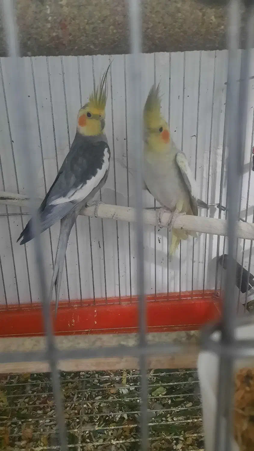 عروس هلندی و مرغ عشق|پرنده|بهار, |دیوار