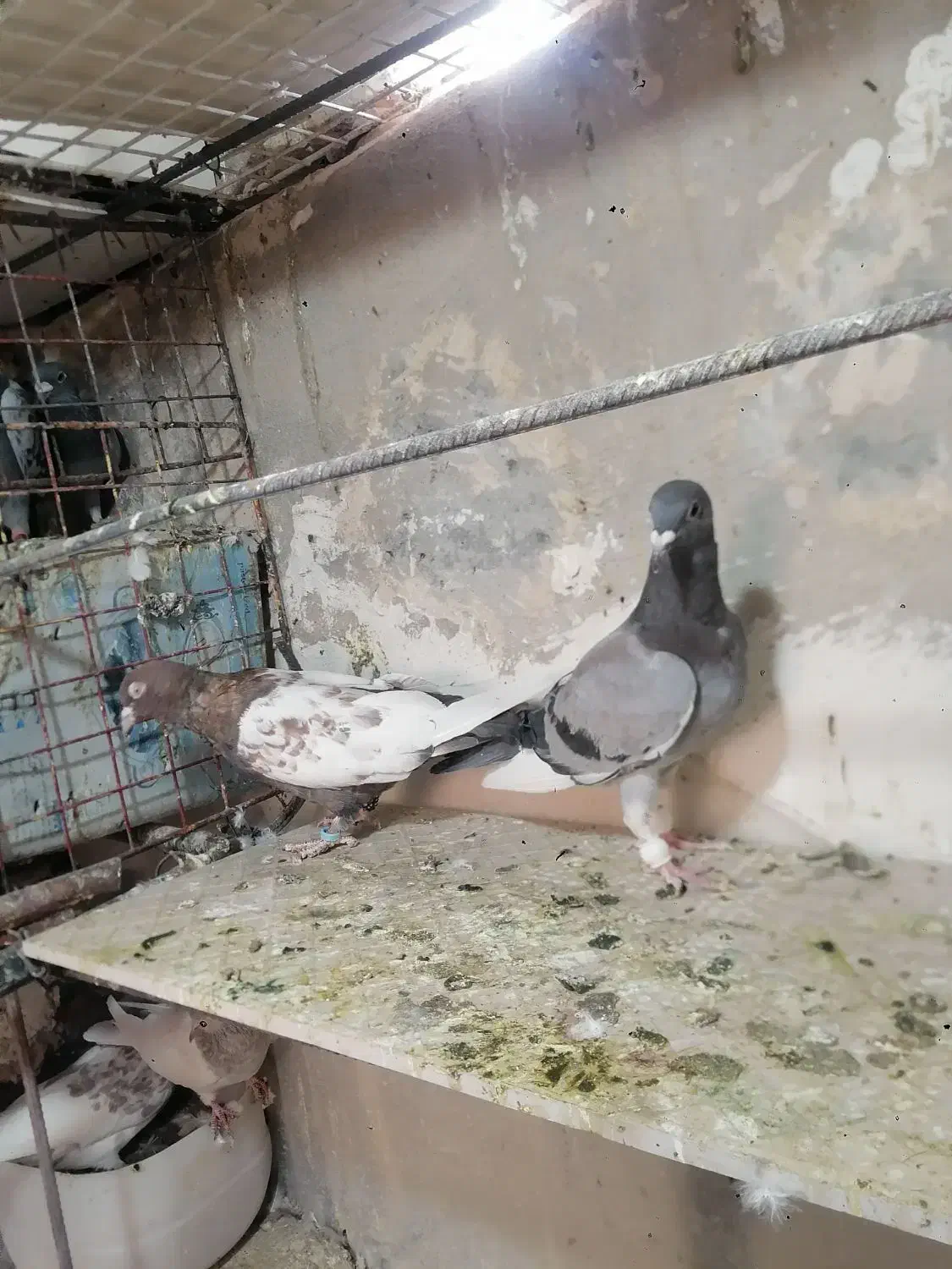 جفت نر|پرنده|بیرجند, |دیوار