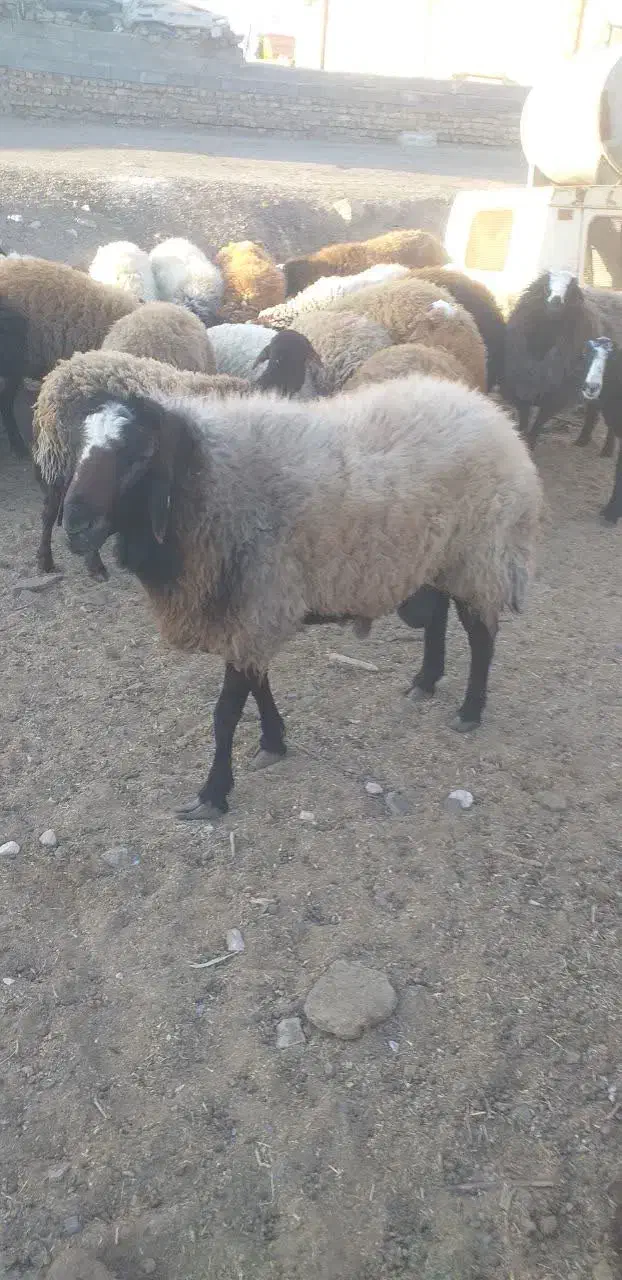 بره ماده همو هترو|حیوانات مزرعه|کاشان, مشکات|دیوار