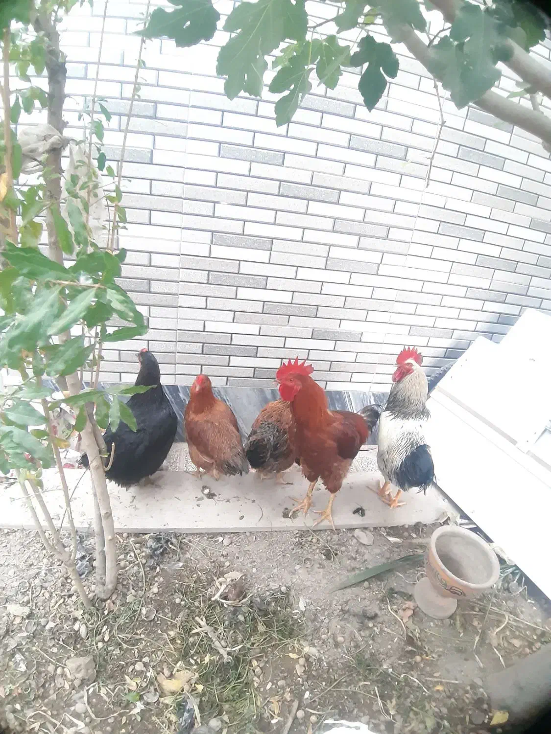 .چهارعددمرغ تخم گذار|حیوانات مزرعه|ماهدشت, |دیوار