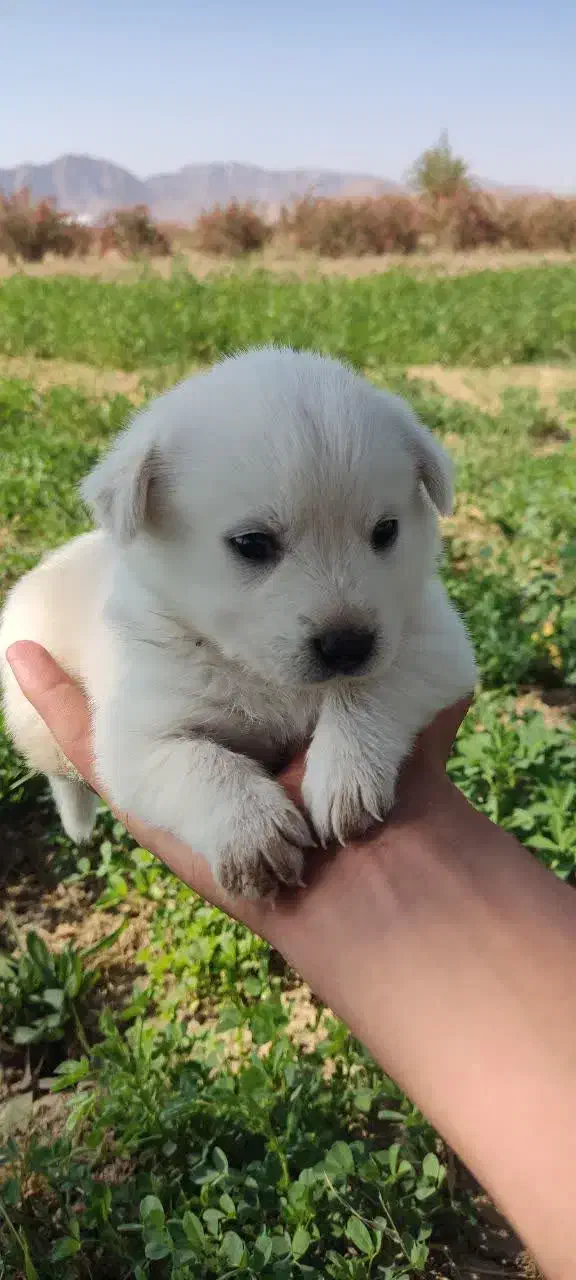 واگذاری|سگ|گلبهار, شهر جدید گلبهار|دیوار