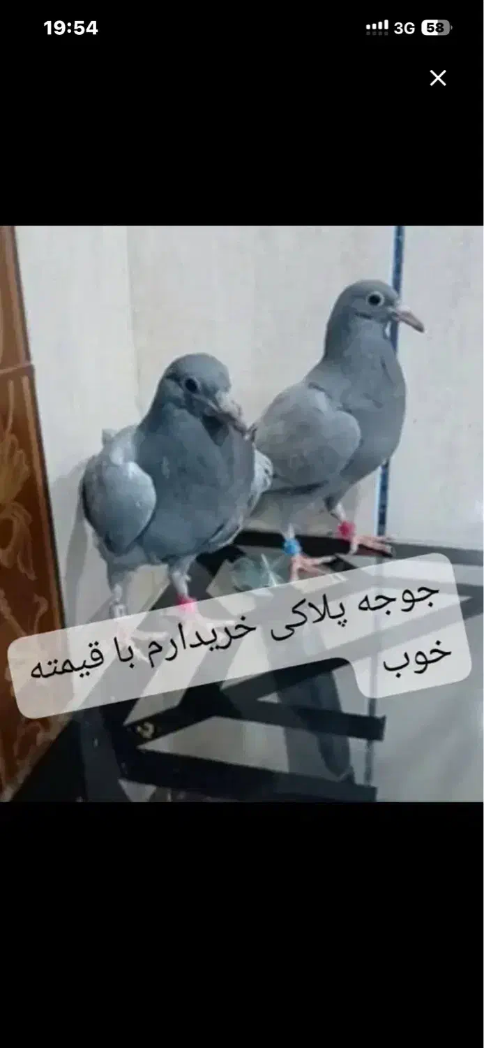 جوجه پلاکی|پرنده|شوش, |دیوار