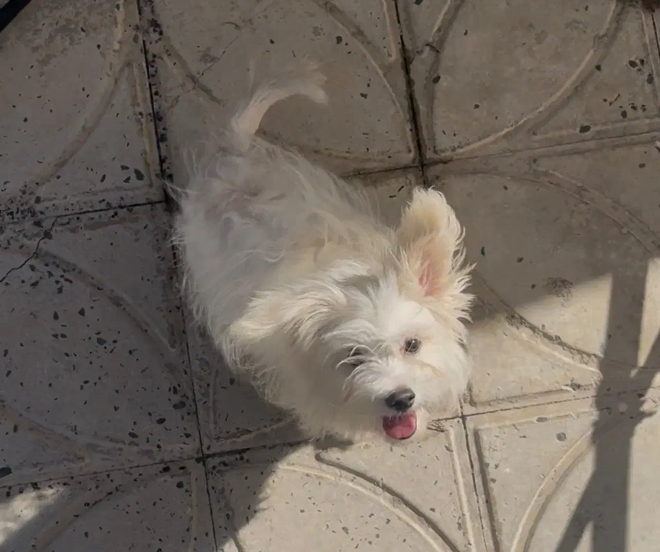 واگذاری|سگ|سیسخت, |دیوار