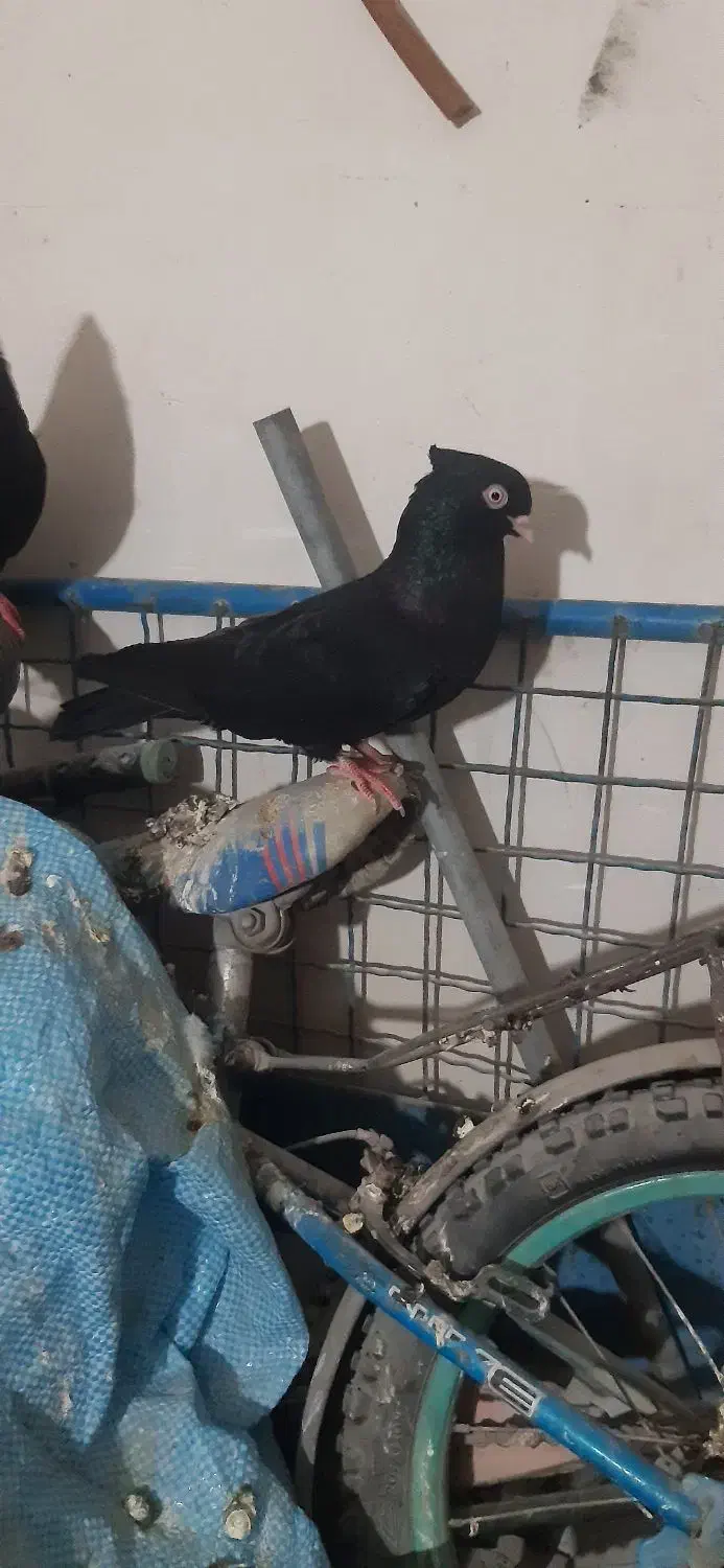 سیاه ماده|پرنده|بندر ماهشهر, |دیوار