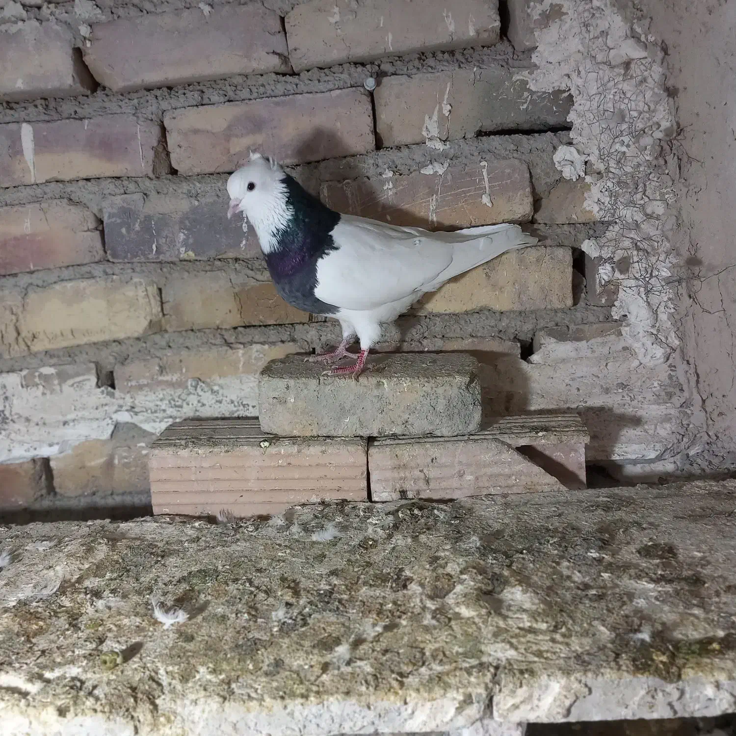 کفتر|پرنده|مشکیندشت, |دیوار