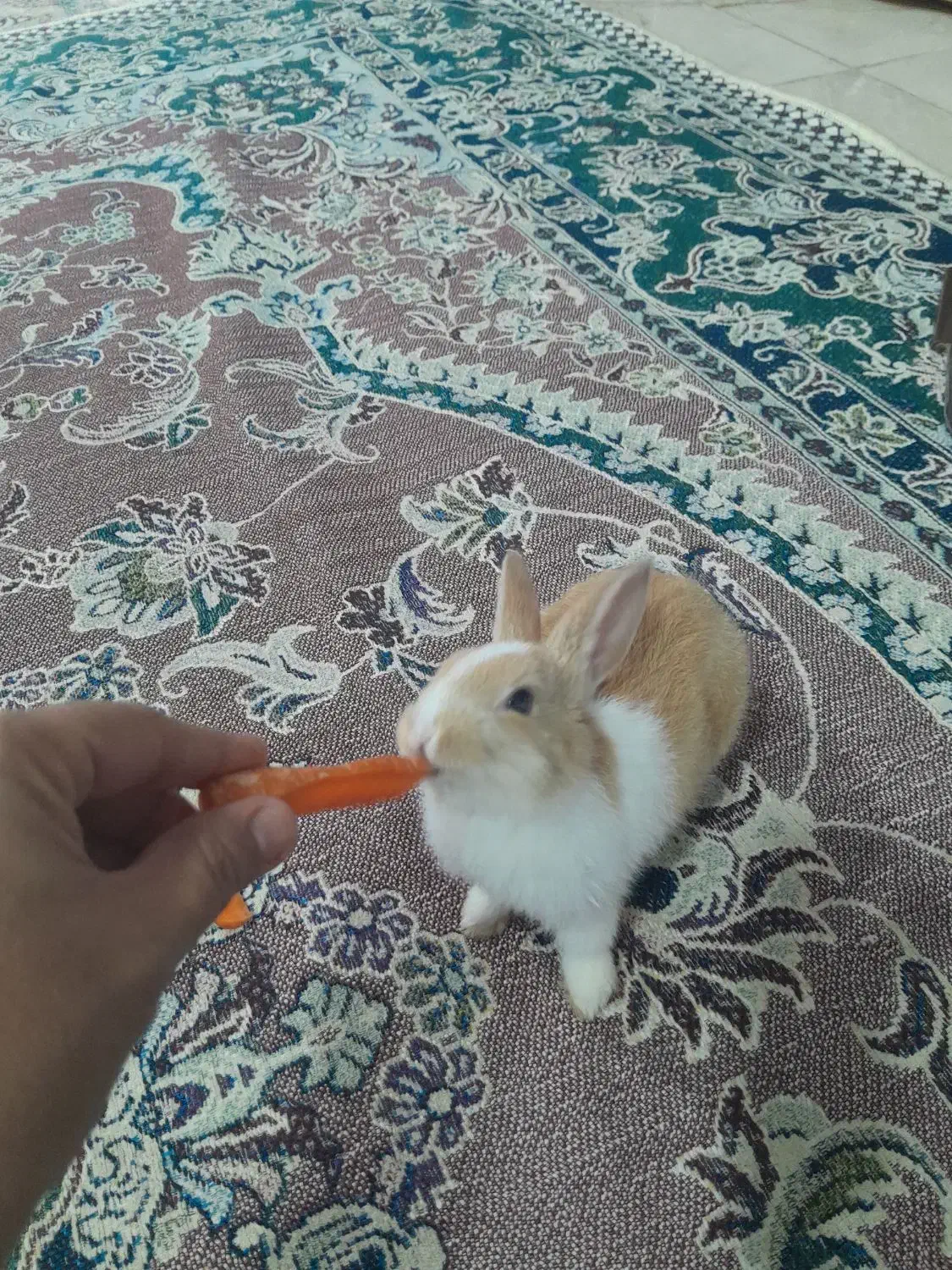 خرگوش مینیاتوری بازی گوش|موش و خرگوش|سنندج, |دیوار