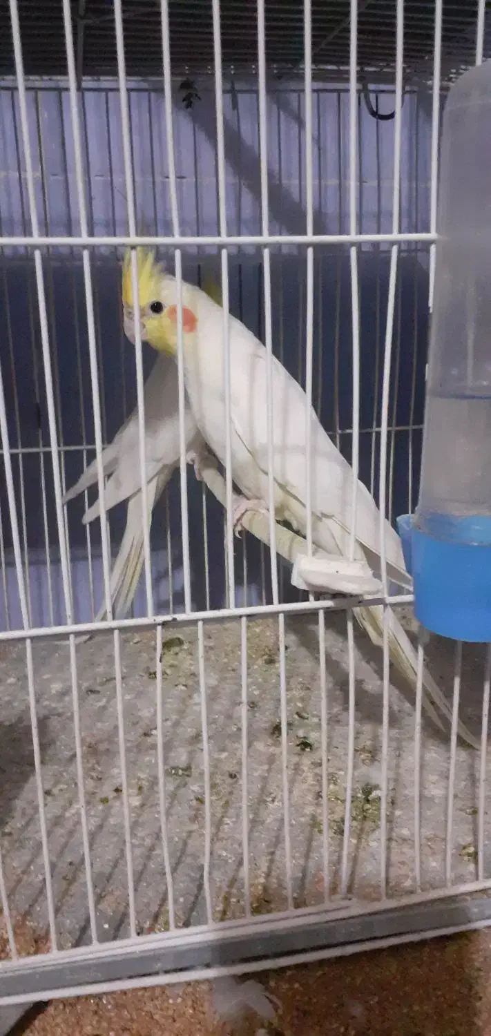 عروس|پرنده|تبریز, |دیوار