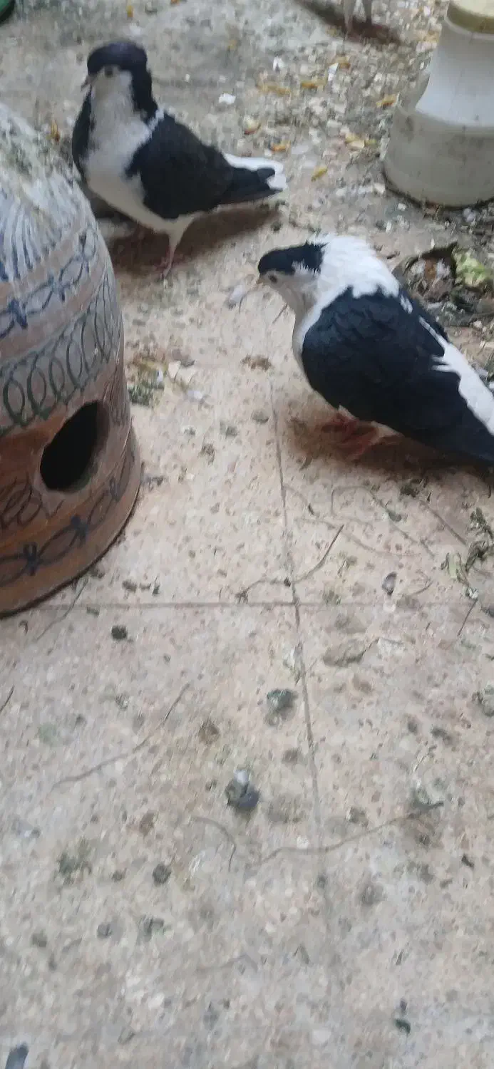 جفت شیرازی سیاه کاکل|پرنده|اهواز, کوی جانبازان(دانش)|دیوار