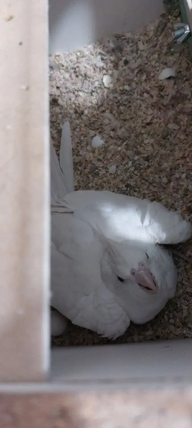 جفت ملدکارداده ضمانتی آلبینو|پرنده|یزد, |دیوار