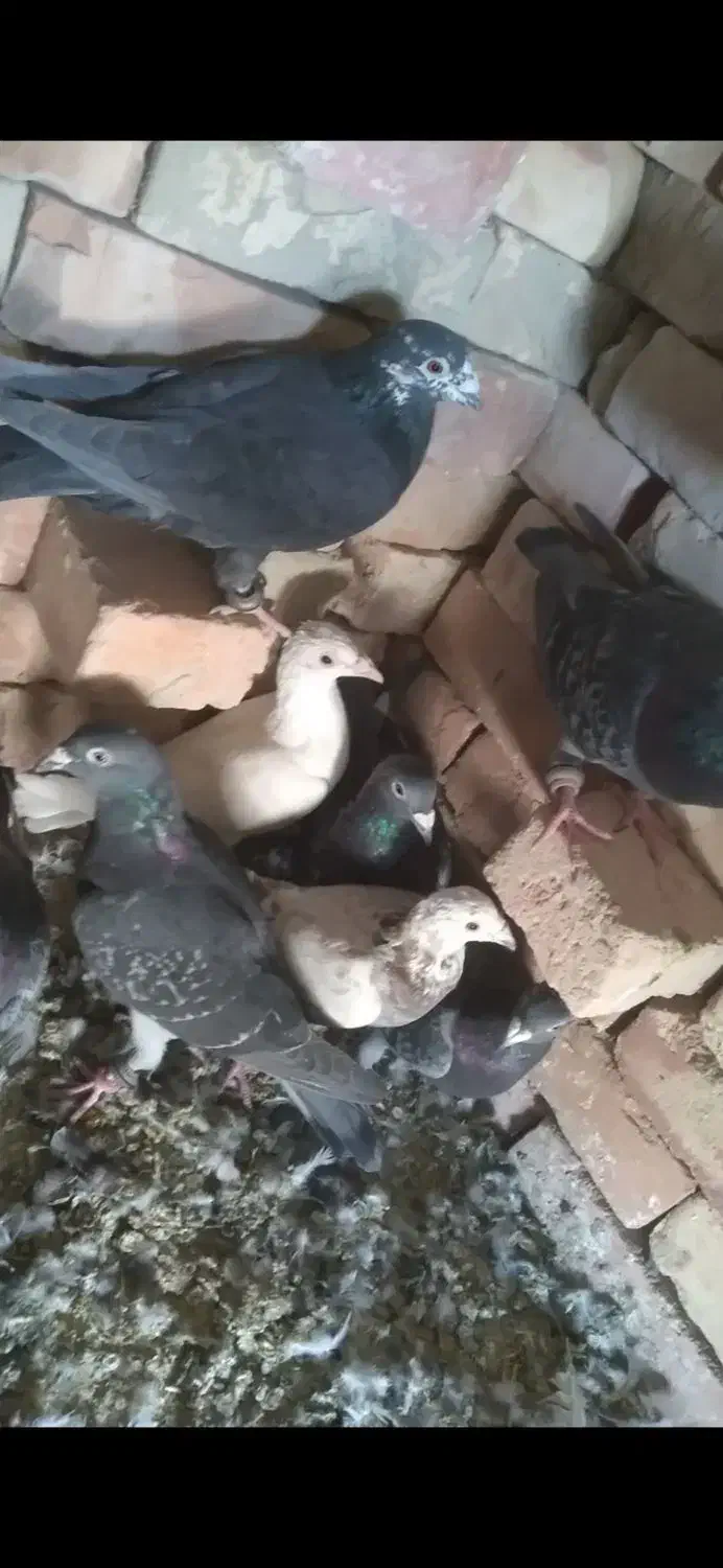 کبوتر نر|پرنده|نیمروز, |دیوار