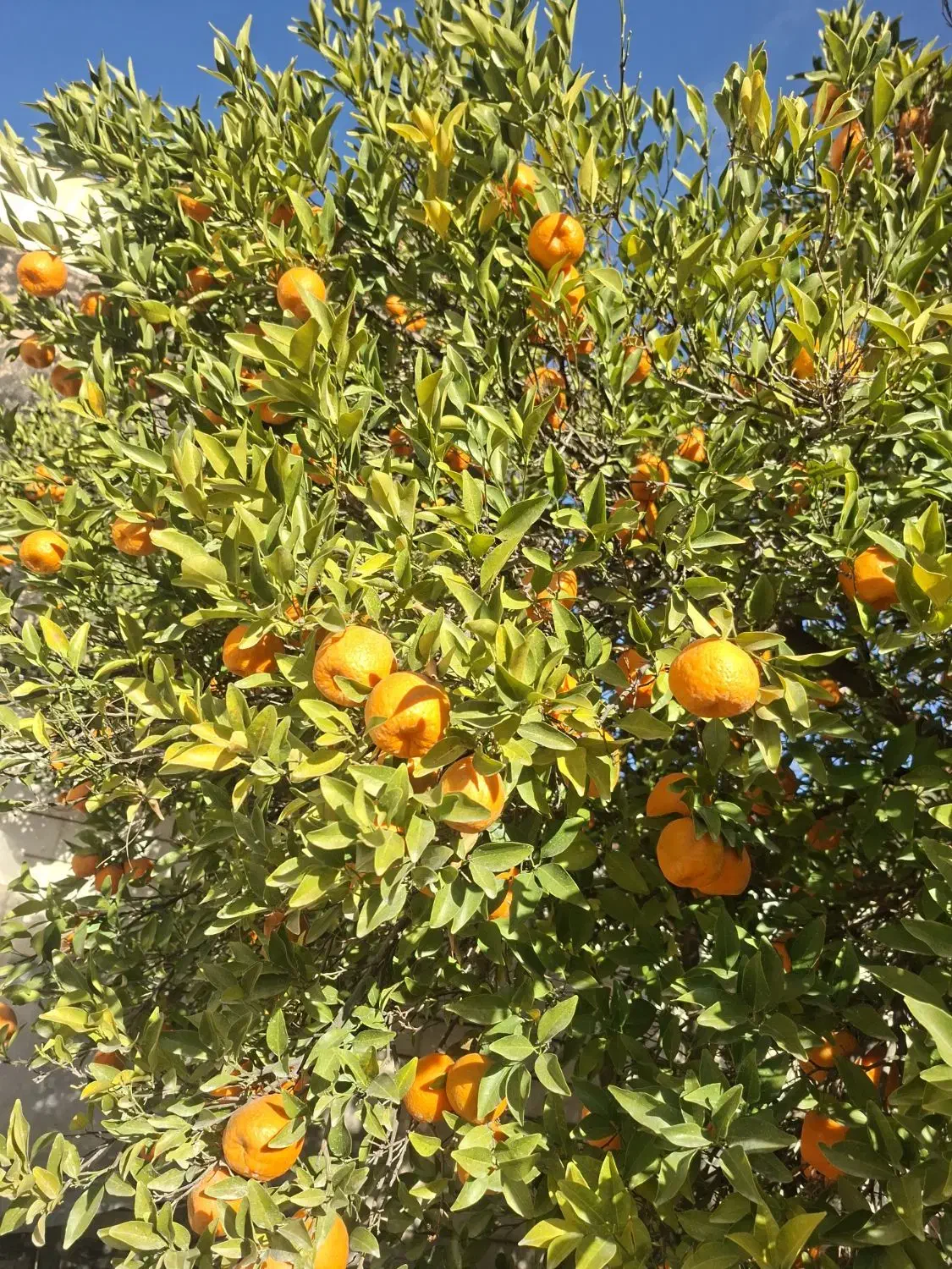 میوه|خوردنی و آشامیدنی|شیراز, تندگویان|دیوار