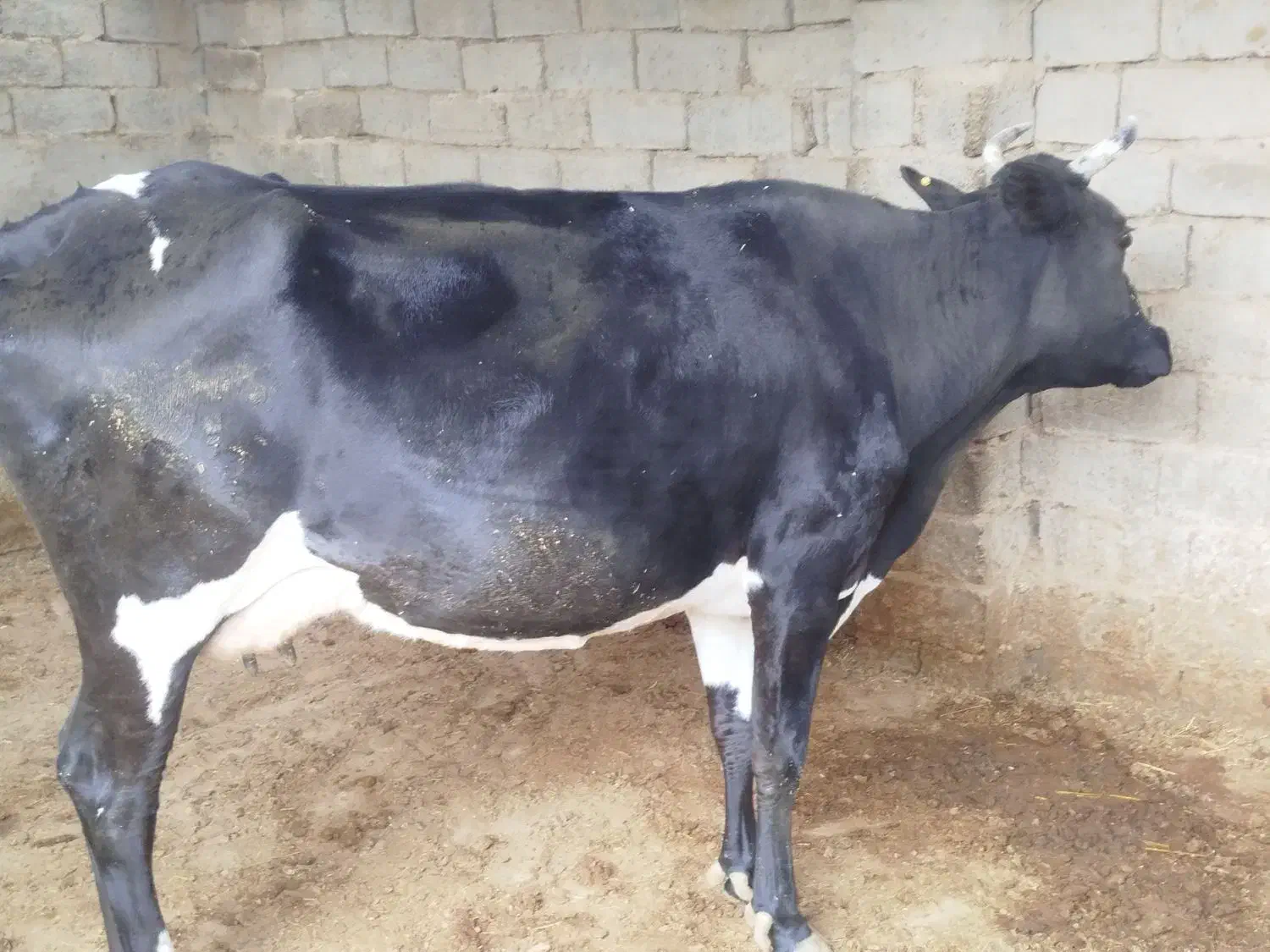 گاو|حیوانات مزرعه|زابل, |دیوار