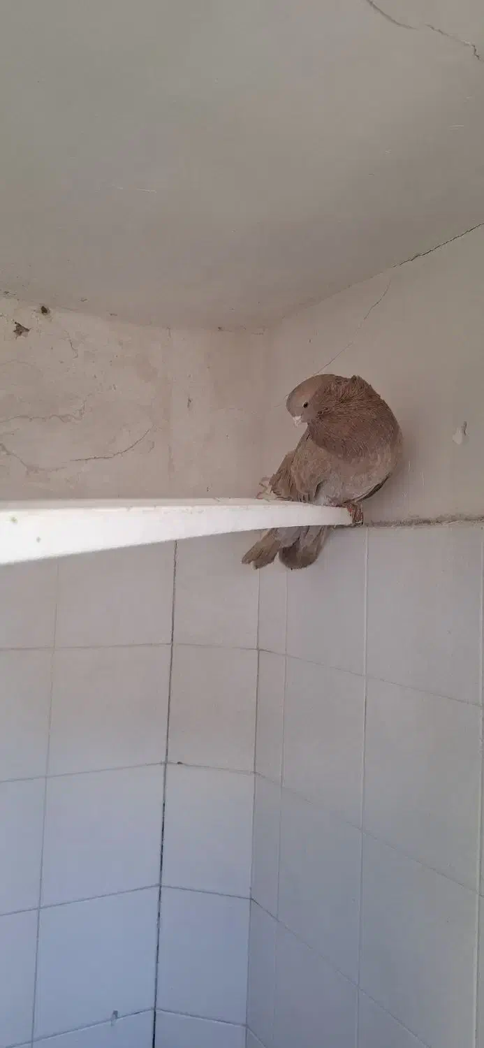 زرد|پرنده|ابهر, |دیوار