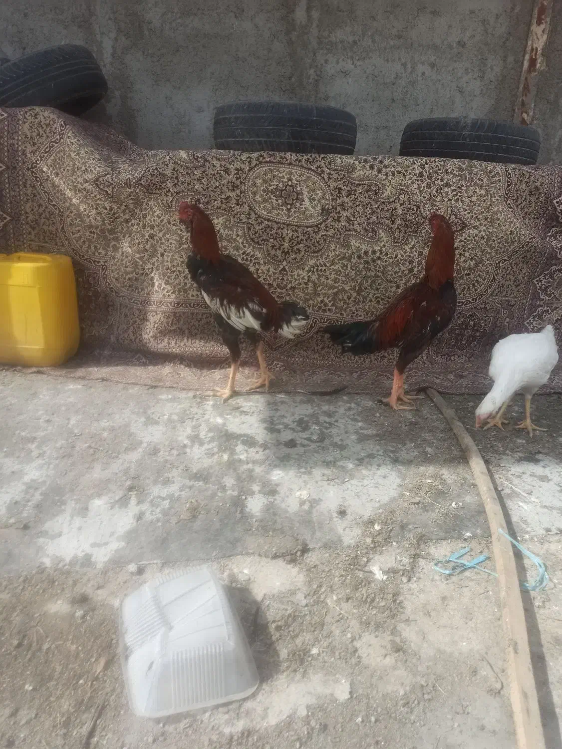 خروس لاری|حیوانات مزرعه|احمدآبادمستوفی, |دیوار