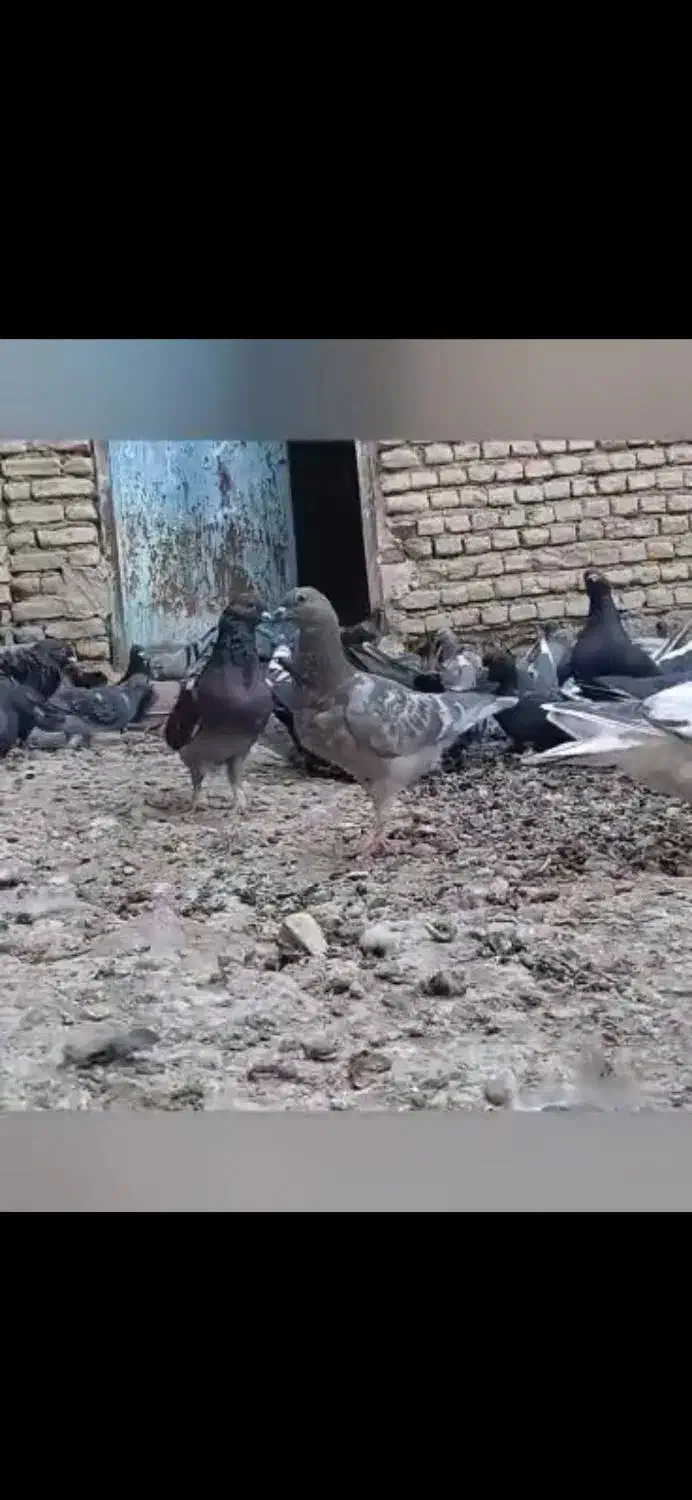 کبوتر|پرنده|کرخه, |دیوار