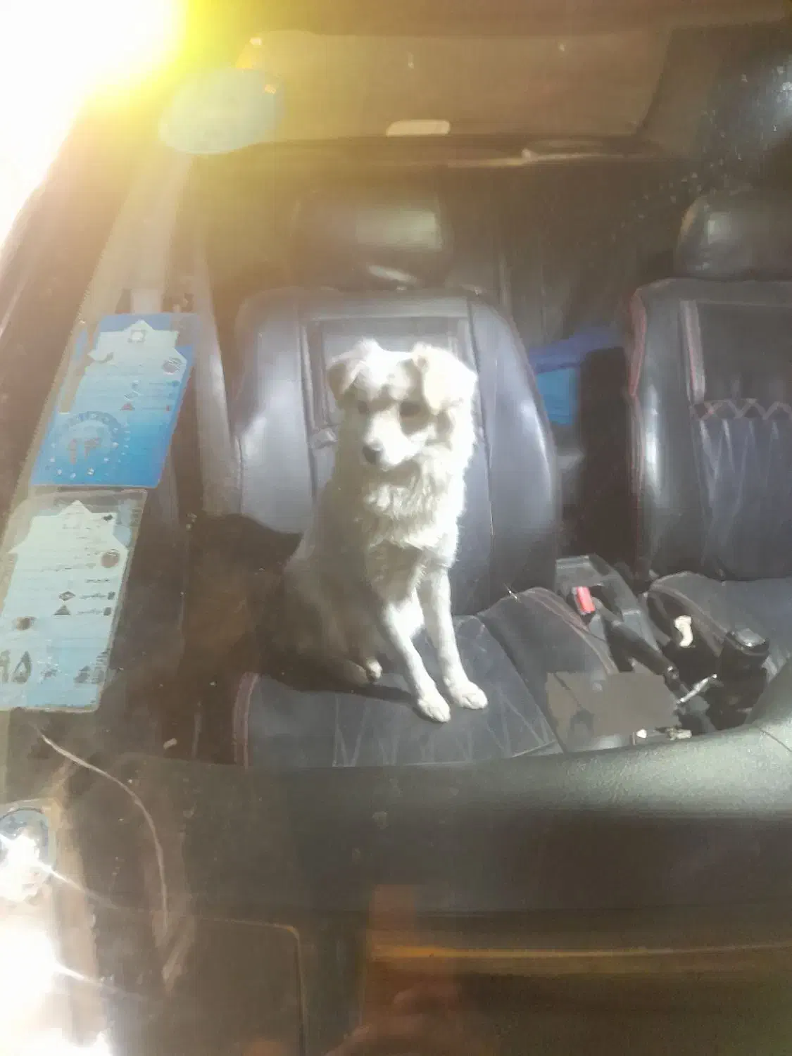 سگ پا کوتاه|سگ|بجنورد, |دیوار