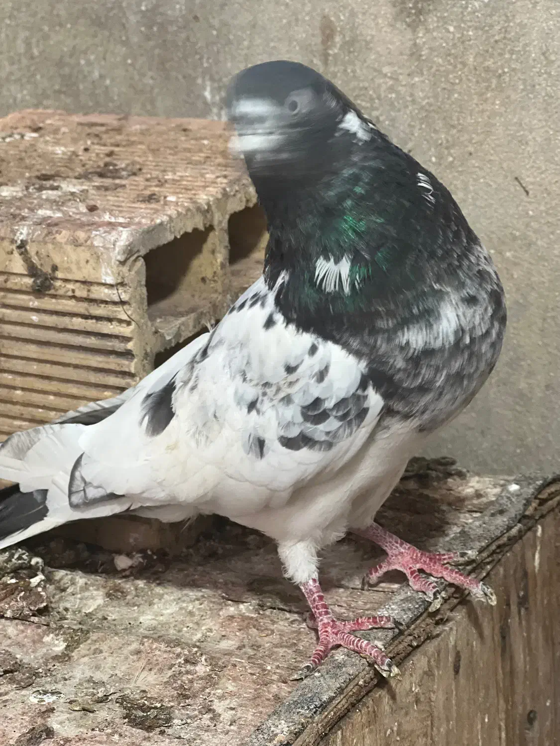 تیدی گرفتنی|پرنده|بندر ماهشهر, |دیوار