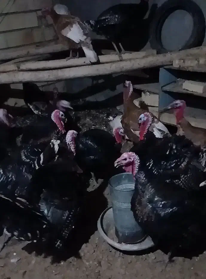 بوقلمون|حیوانات مزرعه|دشتابی, |دیوار