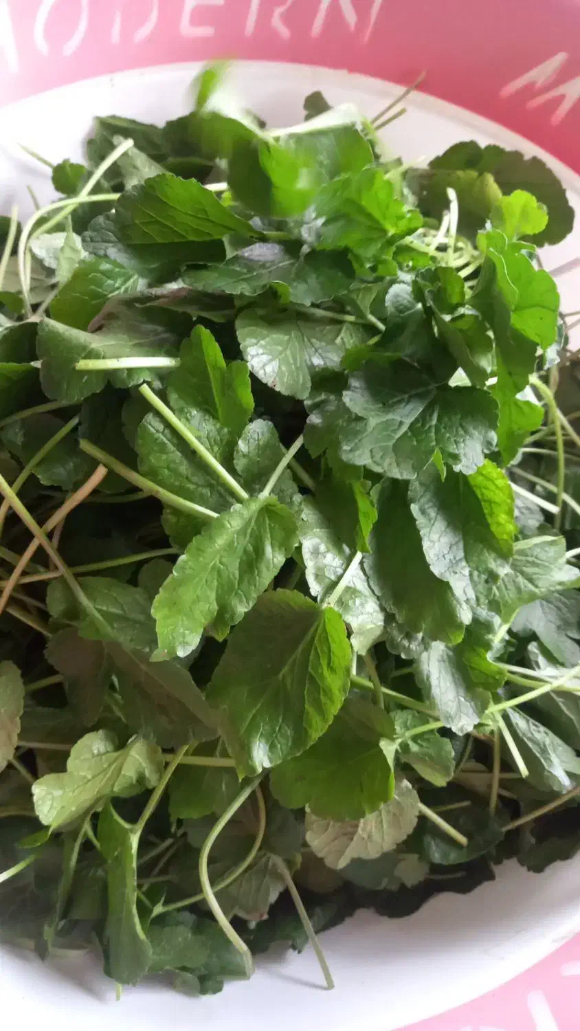 سبزی محلی|خوردنی و آشامیدنی|زیرآب, |دیوار