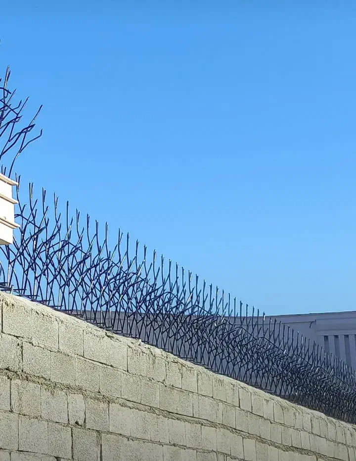 حفاظ شاخگوزنی|خدمات پیشه و مهارت|بوشهر, |دیوار