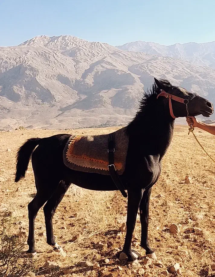 فروش یک عدد مادیان|اسب و تجهیزات اسب‌سواری|ایذه, |دیوار