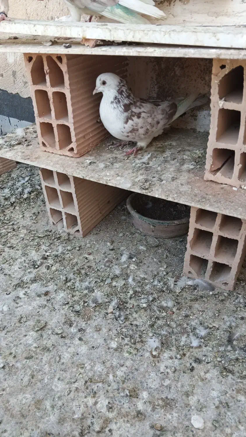 کفتر|پرنده|اسلام‌شهر, شهرک واوان|دیوار