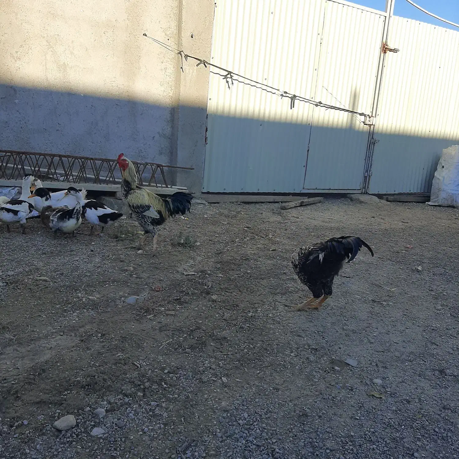 خروس لاری و غاز محلی|حیوانات مزرعه|بیله سوار, |دیوار