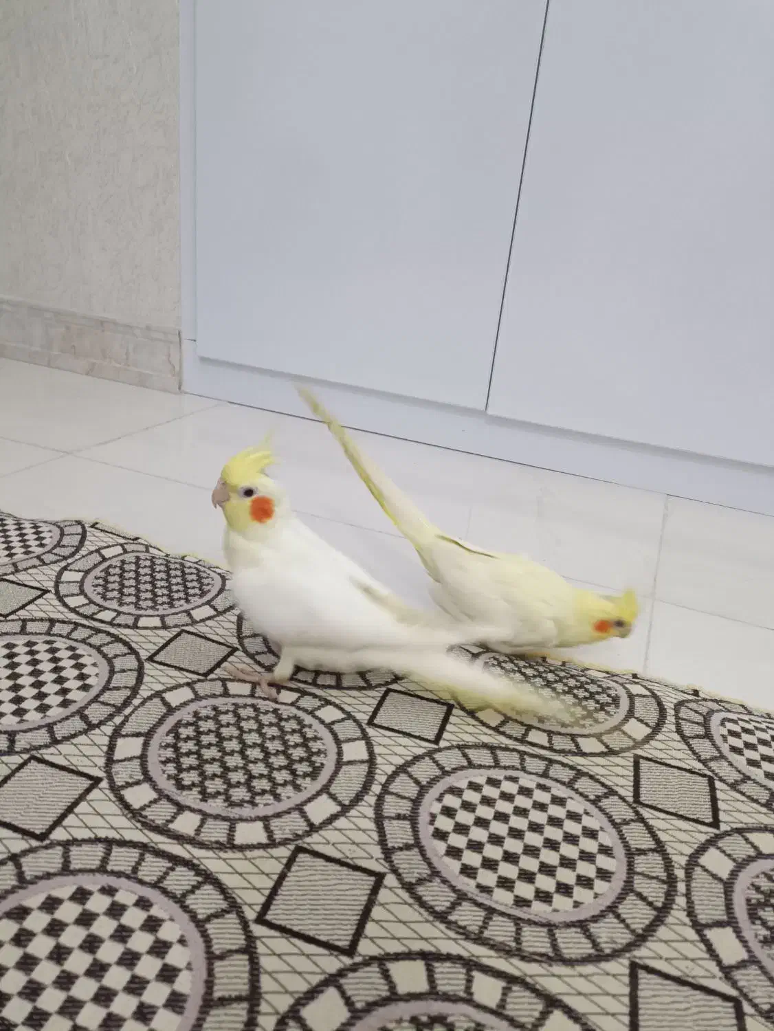 عروس لوتینو|پرنده|رشت, لاکان|دیوار