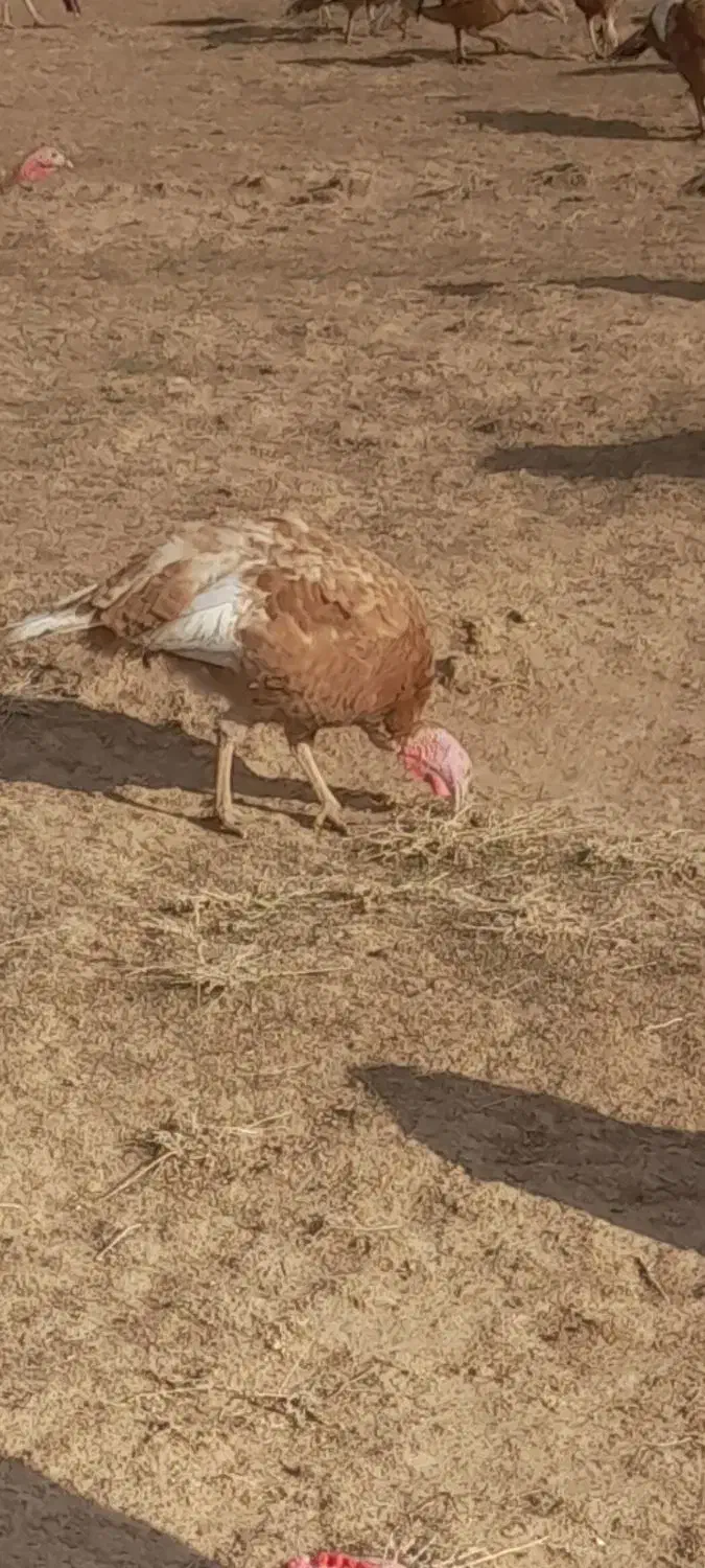 کرچ بوقلمون|حیوانات مزرعه|بشاریات, |دیوار