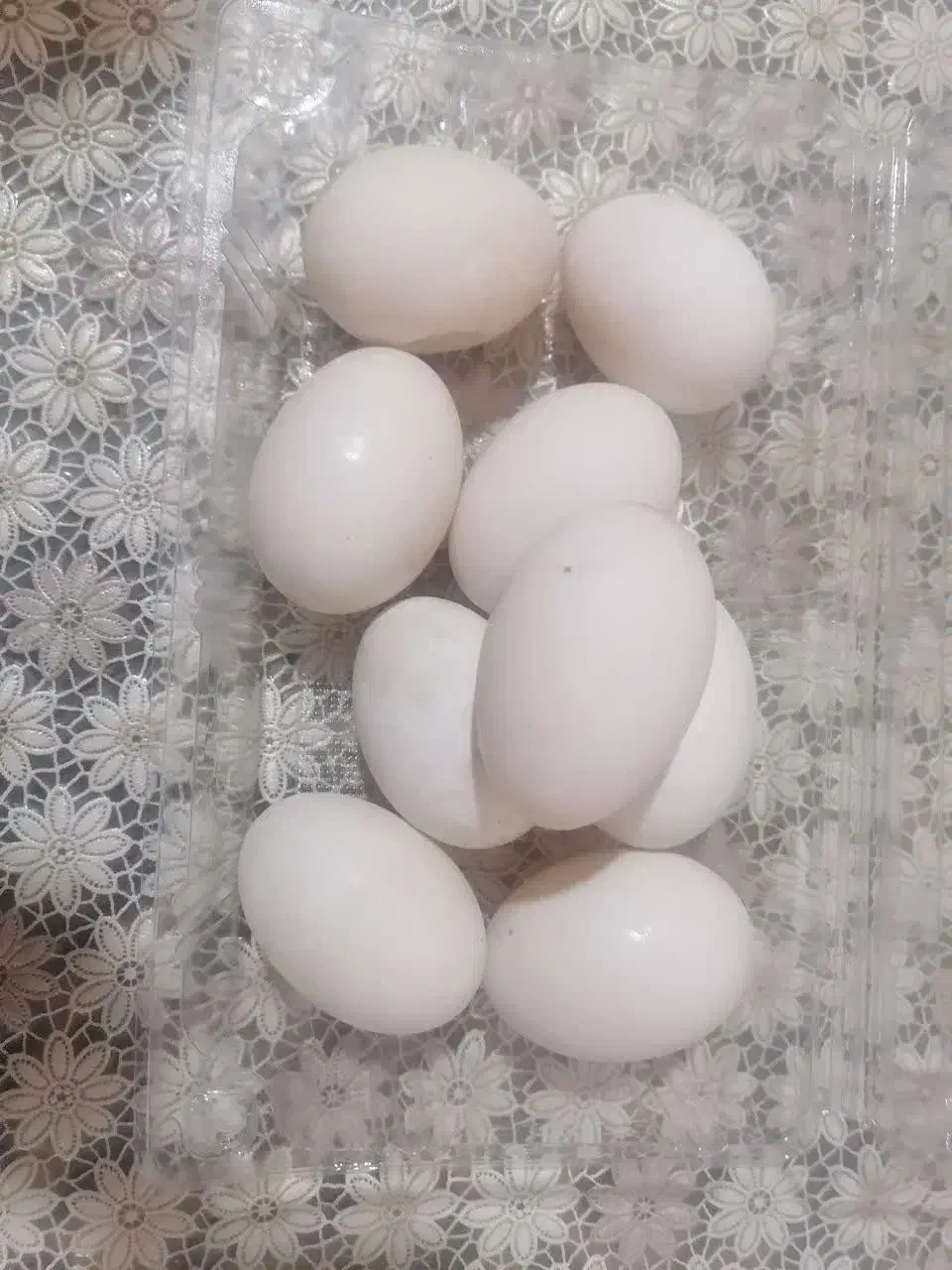 تخم اردک خانگی|خوردنی و آشامیدنی|مهریز, |دیوار