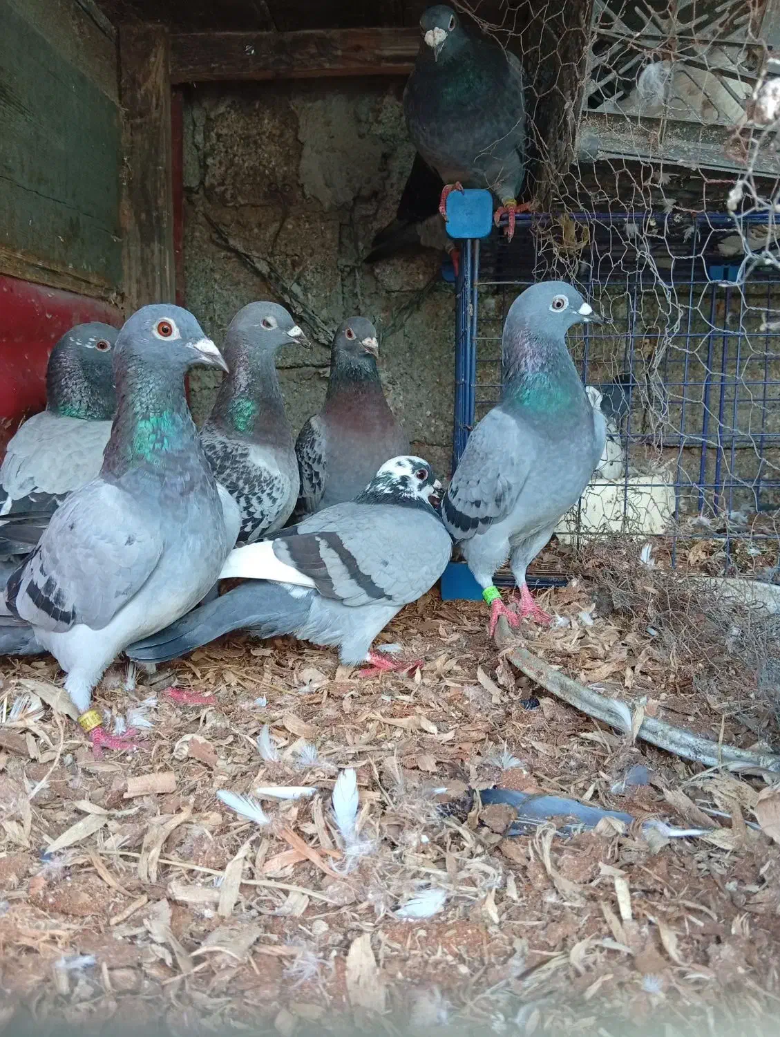 کبوتر پلاکی|پرنده|حویق, |دیوار