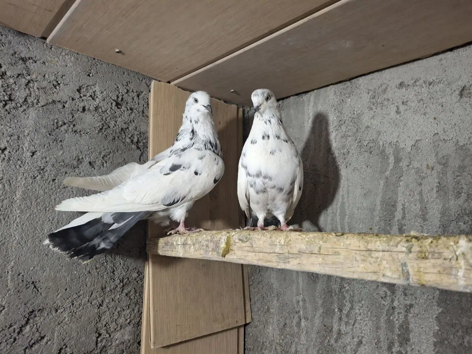 کبوتر سار|پرنده|مشهد, شهرک شیرین|دیوار