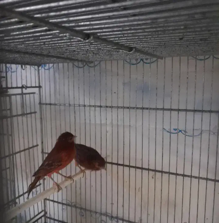 قناری|پرنده|هشتگرد, شهرک پامچال|دیوار