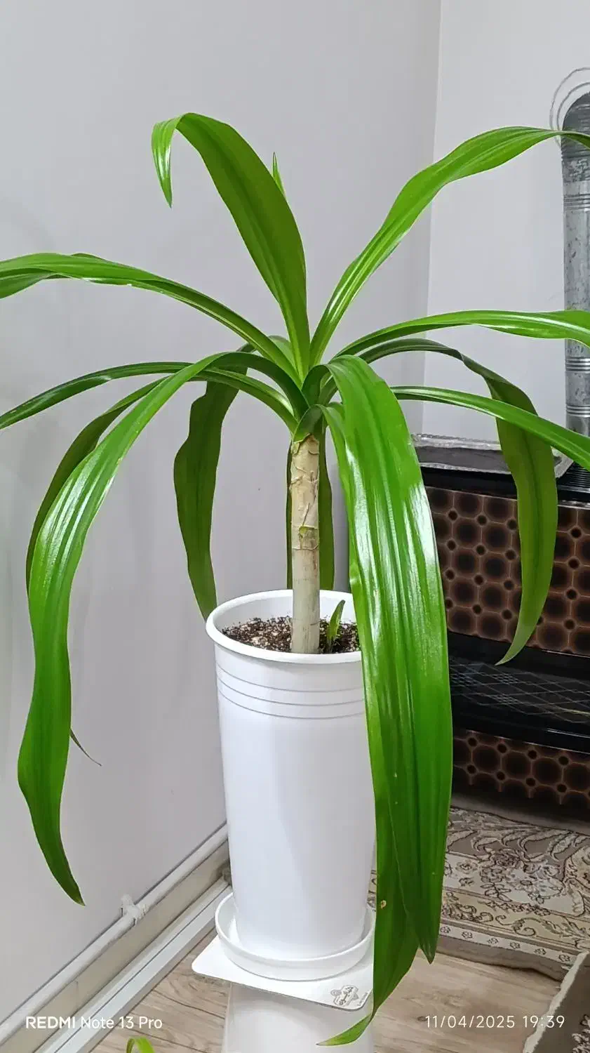 گل با گلدون|گل و گیاه طبیعی|هشتگرد, فاز ۲ مهستان|دیوار