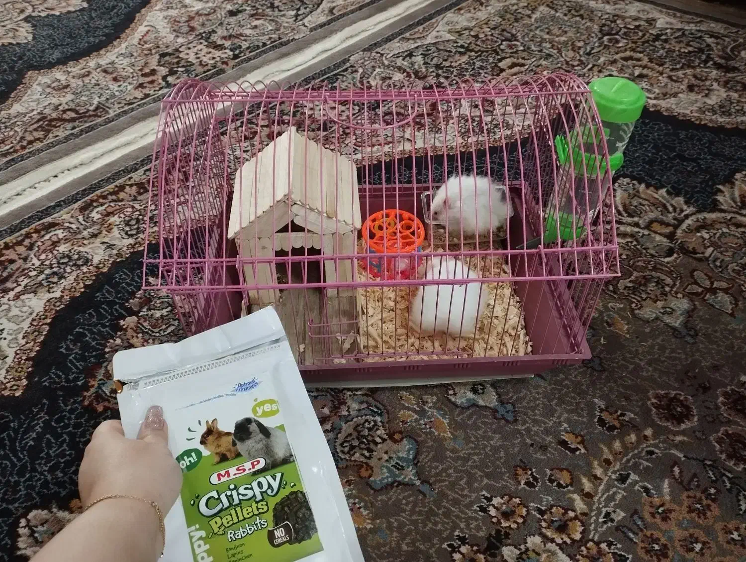 همستر نرو ماده|موش و خرگوش|رشت, پسیخان|دیوار