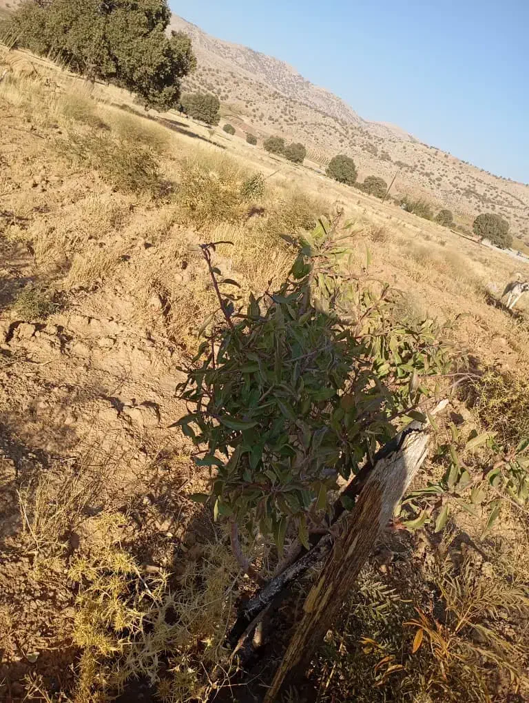 اجاره زمین|اجارهٔ دفتر صنعتی، کشاورزی، تجاری|همایجان, |دیوار