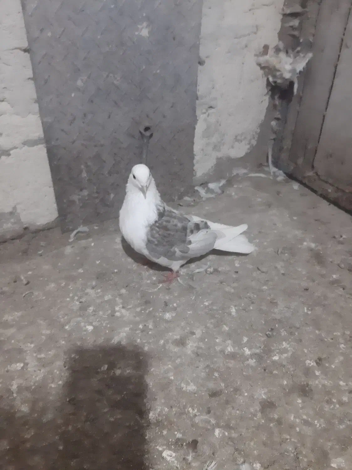 طوقی اویناق|پرنده|نمین, |دیوار