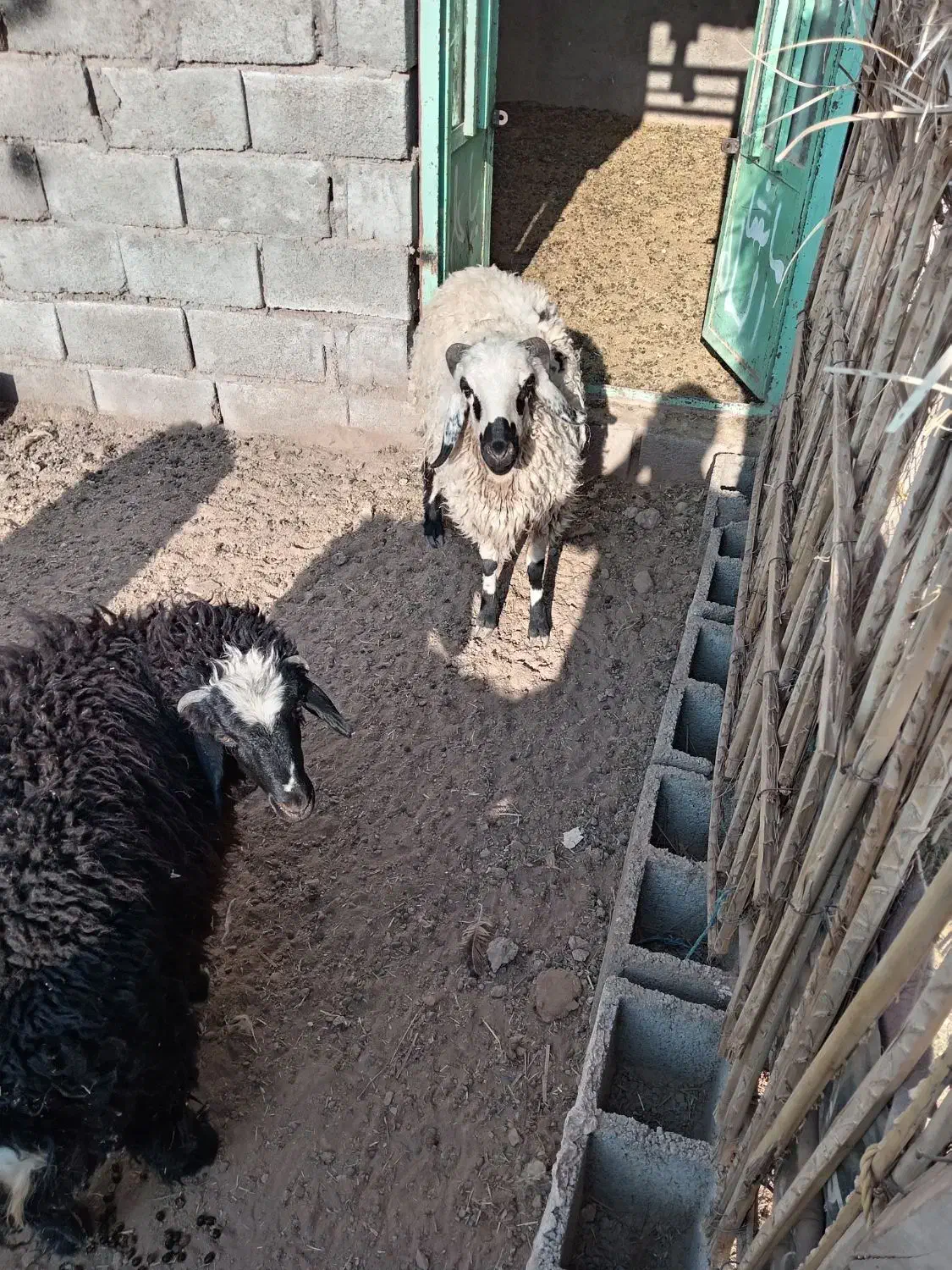 گوسفند بره نر وماده|حیوانات مزرعه|ماهان, |دیوار