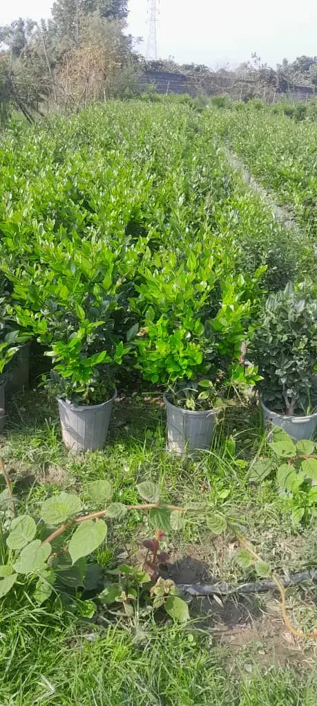 فروش یاس هلندی سطل ۱۰، ۱۲، زباله، وصال ۴۲|گل و گیاه طبیعی|نشتارود, |دیوار