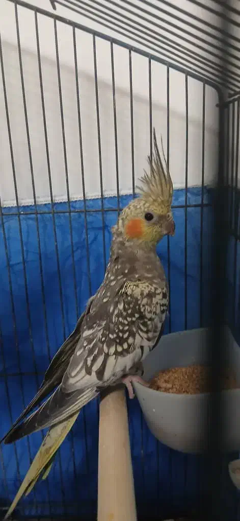 عروس هلندی|پرنده|رشت, گیل|دیوار