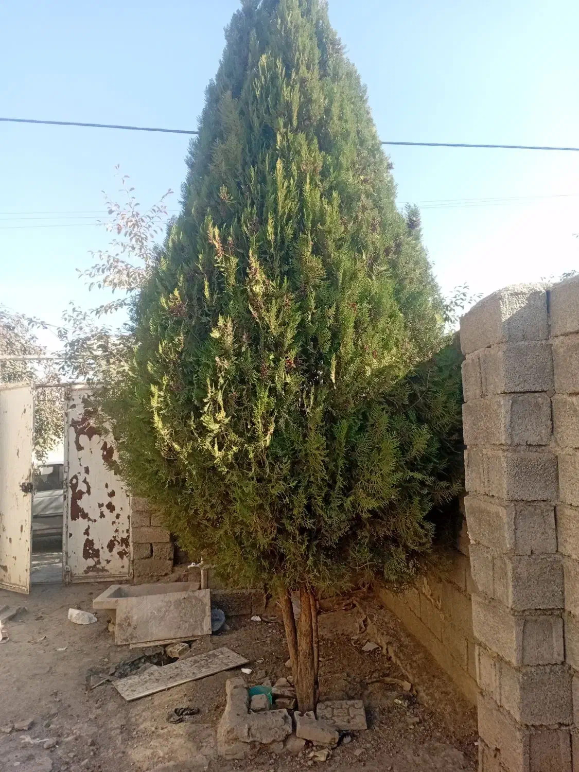 درخت کاج|گل و گیاه طبیعی|فیرورق, |دیوار