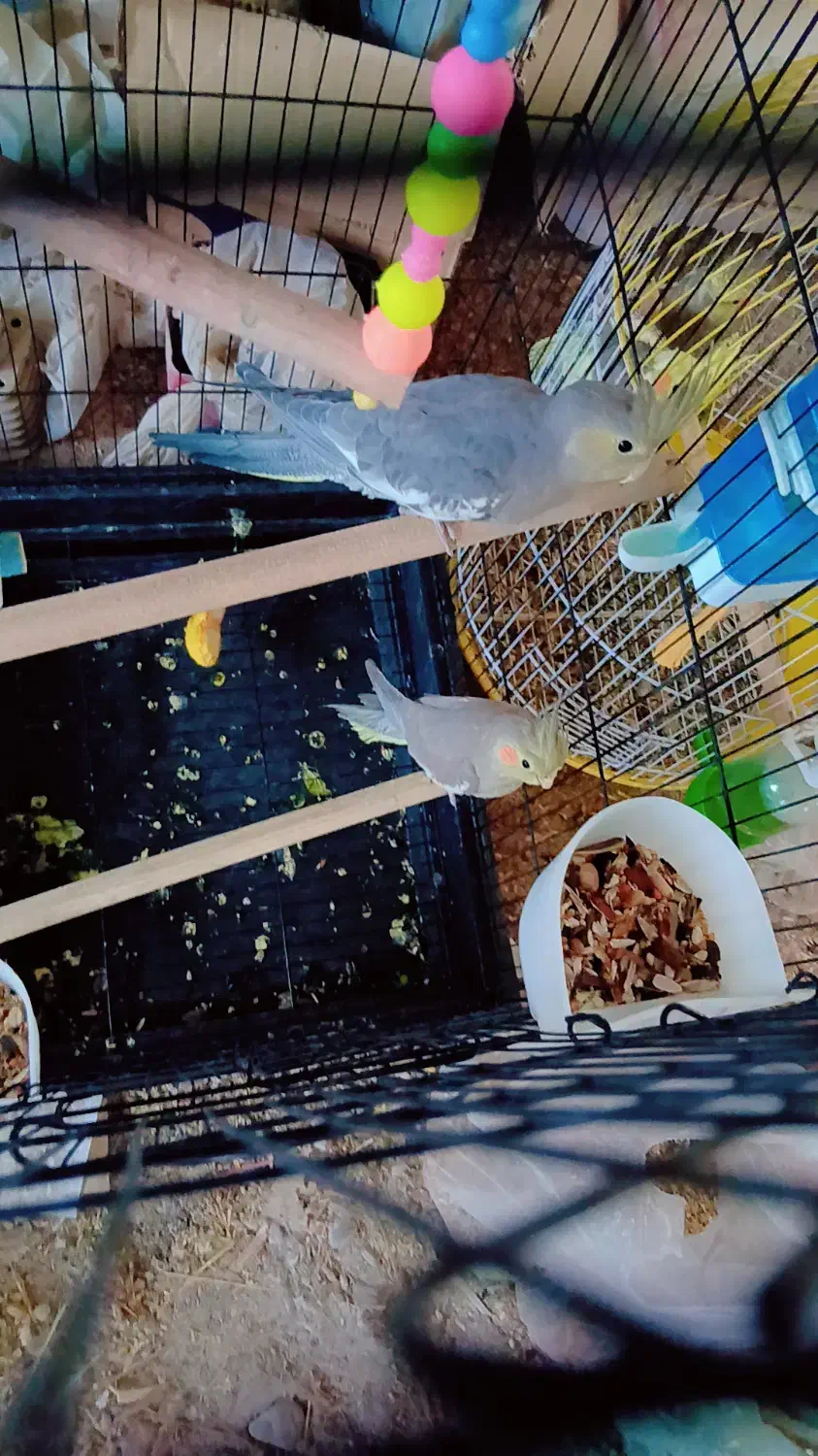 عروسک عروس هلندی|اسباب‌بازی بچه|بم, |دیوار