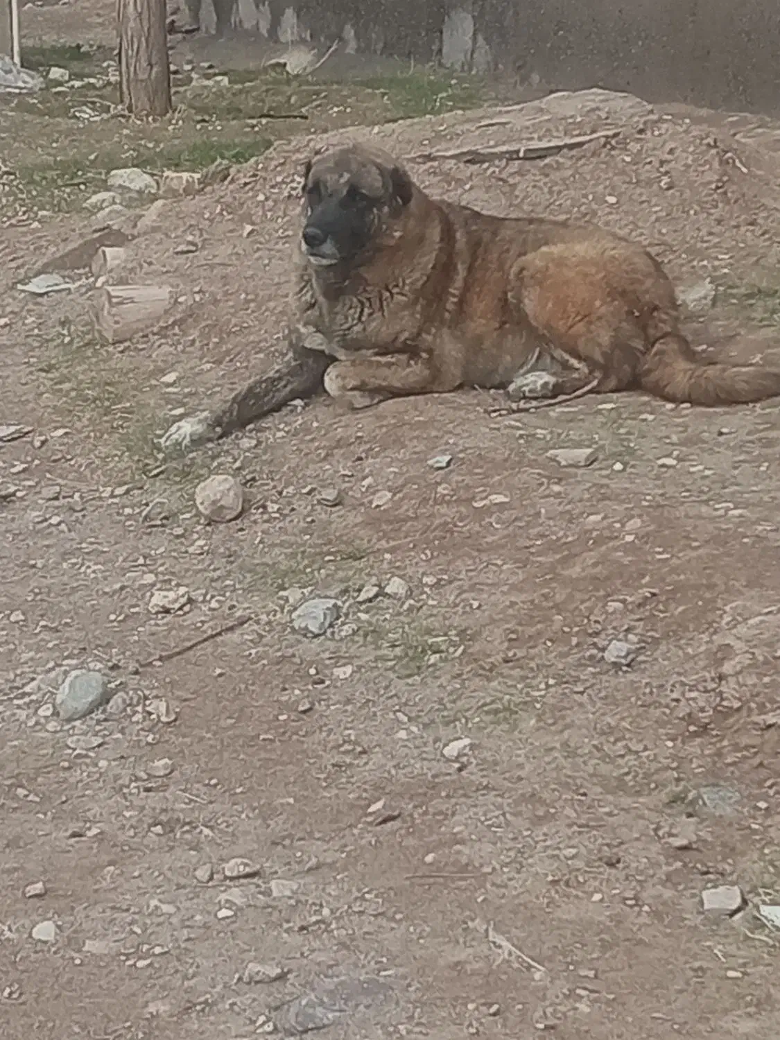 توله افغان|سگ|تایباد, |دیوار